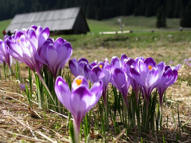 Wiosna tuż tuż! W weekend ponad 10 stopni
