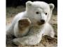23 marca 2007: dzień, w którym Knut po raz pierwszy został pokazany gościom berlińskiego zoo