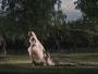 17. "Melancholia"