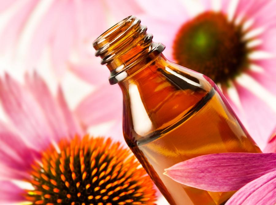 Co na przeziębienie i grypę - echinacea (jeżówka)
